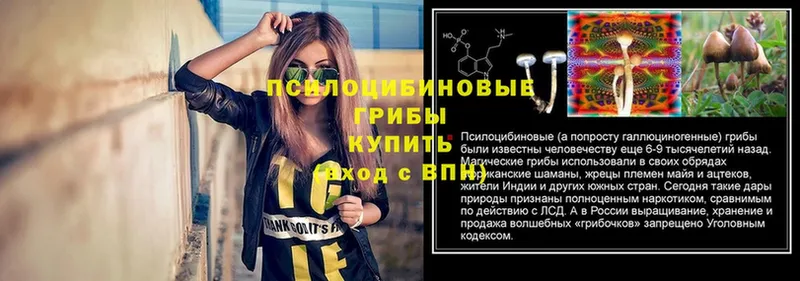 Галлюциногенные грибы GOLDEN TEACHER  как найти наркотики  Белокуриха 